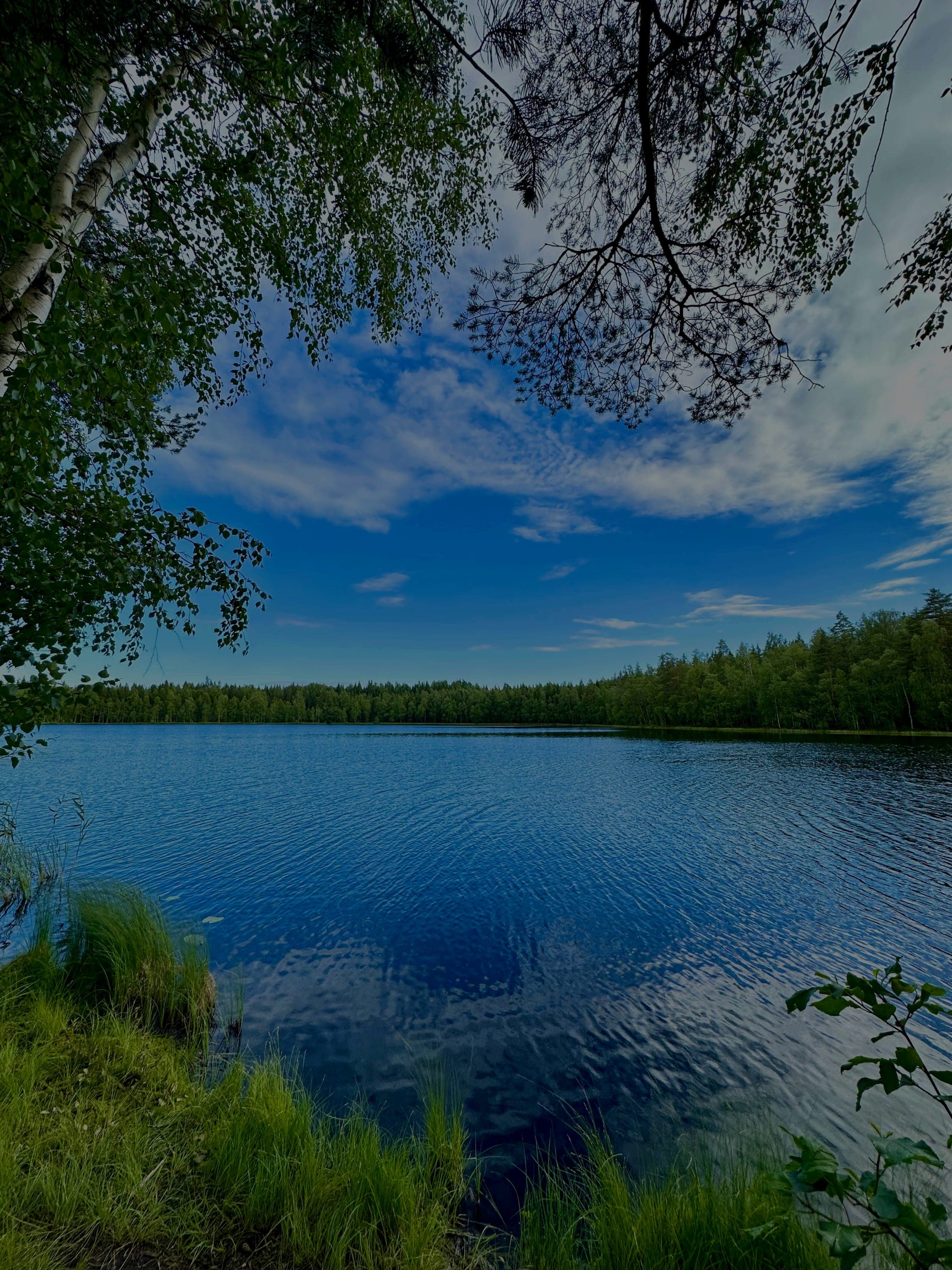 A lake framed by tree branches